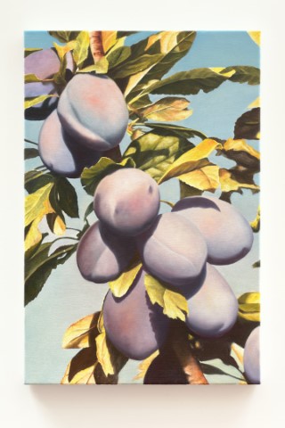 Majula Plums